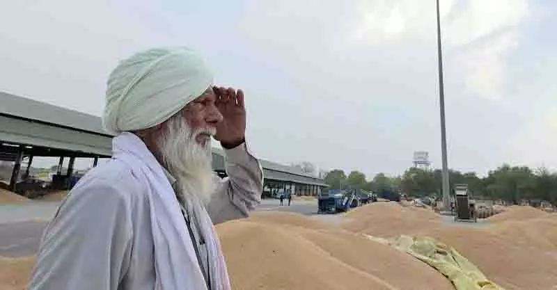 बदलते मौसम के बीच गेहूं उठान धीमा होने से Muktsar के किसान चिंतित बदलते मौसम के बीच गेहूं उठान धीमा होने से Muktsar के किसान चिंतित