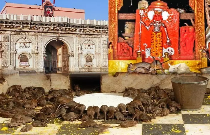 Rajasthan का अनोखा मंदिर जहां रहते है 25 हजार से भी ज्यादा चूहे Rajasthan का अनोखा मंदिर जहां रहते है 25 हजार से भी ज्यादा चूहे