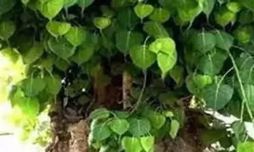 Shaniwar Upay: शनिवार को करें पीपल के पेड़ का ये उपाय, शनिदेव का मिलेगा आशीर्वाद Shaniwar Upay: शनिवार को करें पीपल के पेड़ का ये उपाय, शनिदेव का मिलेगा आशीर्वाद