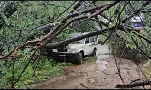Patiala: तेज आंधी के कारण गिरे पेड़ , यातायात प्रभावित