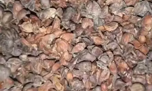 बिही दाना : सेहत के लिए किसी वरदान से कम नहीं ये बीज