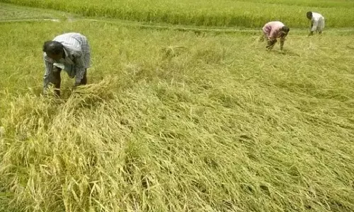 Maharashtra : कृषि विभाग में स्थानांतरण शक्तियां बहाल कीं, मंत्रिस्तरीय अधिकार सीमित किए