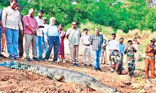 Odisha : राज्य में मगरमच्छों की सुरक्षा के लिए सरकार ने कदम उठाए