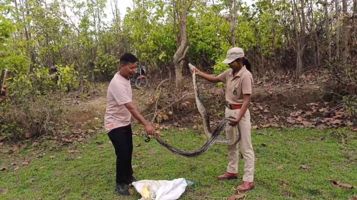 Assam : ग्राम प्रधान ने बोको में बचाए गए अजगर को सौंपा Assam : ग्राम प्रधान ने बोको में बचाए गए अजगर को सौंपा