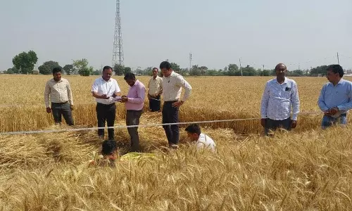 Haryana :  कृषि विभाग ने करनाल जिले में औसत गेहूं उत्पादकता का आकलन किया