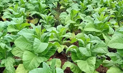Karnataka: स्वास्थ्य संबंधी चिंताओं के कारण तम्बाकू की खेती में कमी