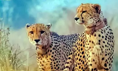 8 और चीते भारत आ रहे हैं, अगले महीने बोत्सवाना से 4 और आएंगे 8 और चीते भारत आ रहे हैं, अगले महीने बोत्सवाना से 4 और आएंगे