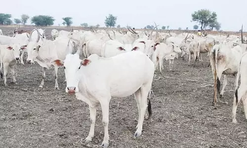 Karnataka : नरेगल फार्म पर देशी गायों का झुंड