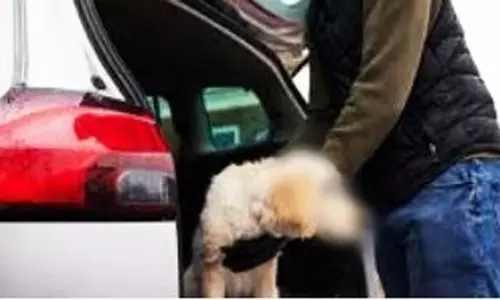 सैलरी कटौती का बदला लेने के लिए सिक्योरिटी सुपरवाइजर ने किया पालतू डॉग का अपहरण सैलरी कटौती का बदला लेने के लिए सिक्योरिटी सुपरवाइजर ने किया पालतू डॉग का अपहरण