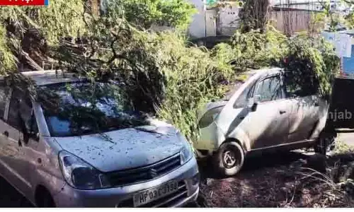 Palampur में तूफान ने मचाई तबाही, पेड़ उखड़ गए
