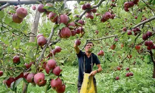 Shimla, किन्नौर के फल उत्पादकों को राहत चाहिए