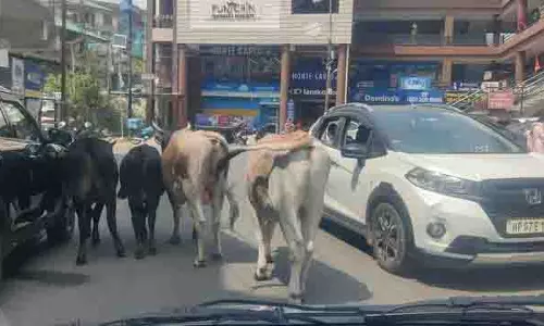 Palampur village में आवारा सांड के उत्पात से नौ लोग घायल Palampur village में आवारा सांड के उत्पात से नौ लोग घायल