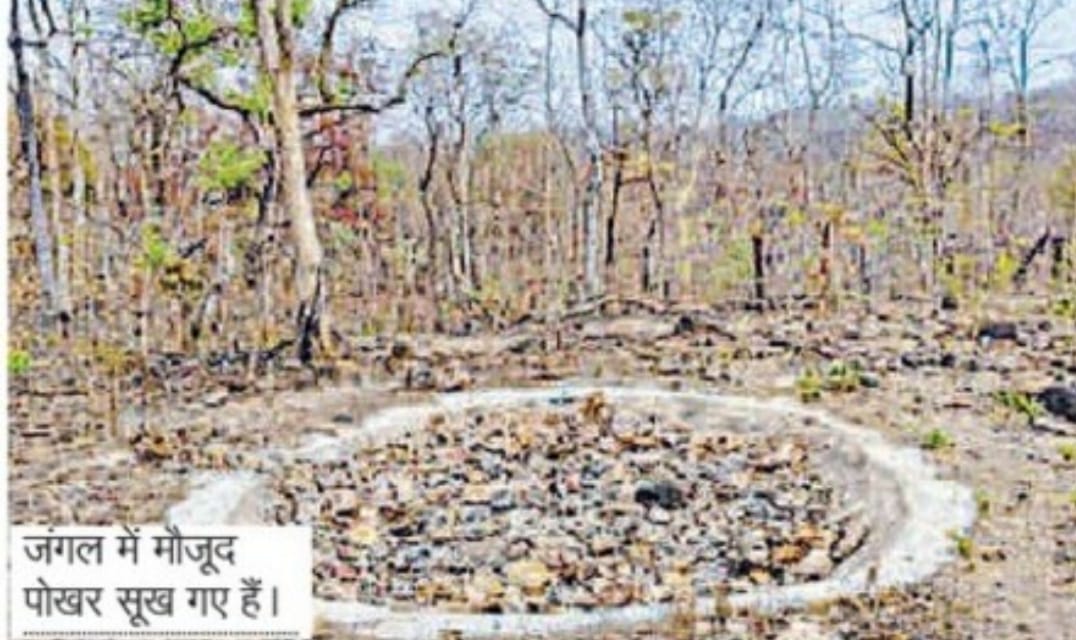 वन्य जीवों पर संकट: गर्मी के मौसम में प्यास बुझाने वन्यप्राणियों के सामने खड़ा हुआ संकट