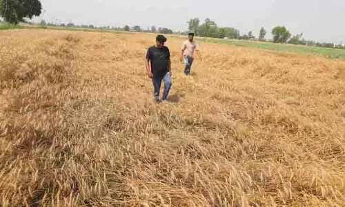 Jalandhar: बारिश की भविष्यवाणी से किसान चिंतित Jalandhar: बारिश की भविष्यवाणी से किसान चिंतित