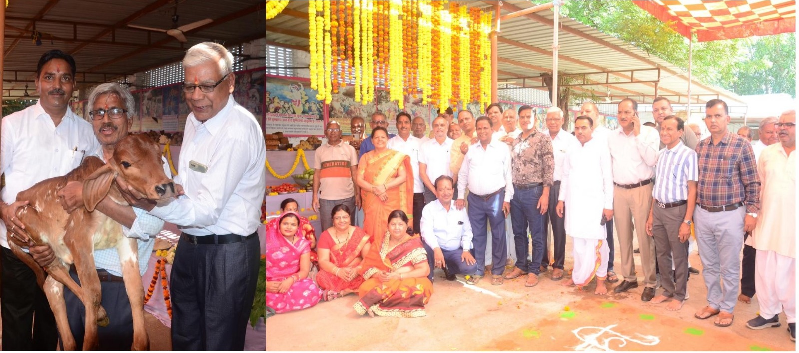 Bhilwara: रामधाम गोशाला में उमड़ रहा गौ भक्ति का सैलाब, गोवंश को मिल रहा सहारा