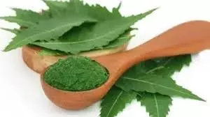 Health: यूरिक एसिड को कंट्रोल करना है तो नीम के पत्तों का ऐसे करें इस्तेमाल Health: यूरिक एसिड को कंट्रोल करना है तो नीम के पत्तों का ऐसे करें इस्तेमाल