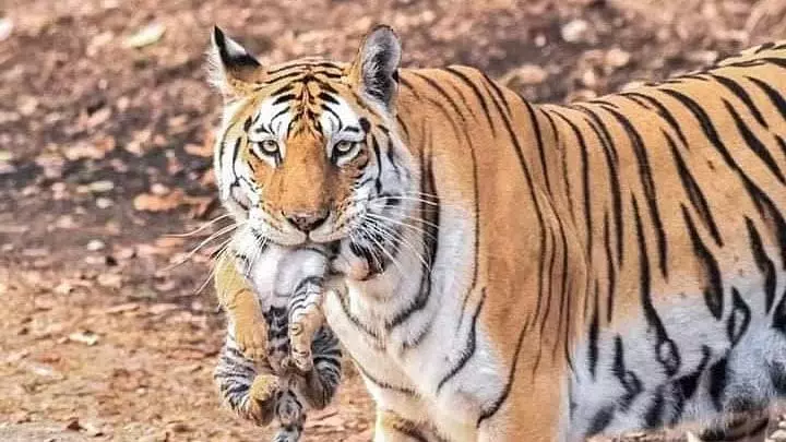 MP : बाघिन ने अपने शावक को मारने के बाद बाघ पर क्रूर हमला कर उसे घायल कर दिया MP : बाघिन ने अपने शावक को मारने के बाद बाघ पर क्रूर हमला कर उसे घायल कर दिया