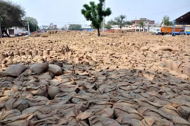 Haryana : बारिश से मंडियों में गेहूं की बोरियां भीग गईं, तेज हवाओं से क्षेत्र में बिजली बाधित Haryana : बारिश से मंडियों में गेहूं की बोरियां भीग गईं, तेज हवाओं से क्षेत्र में बिजली बाधित