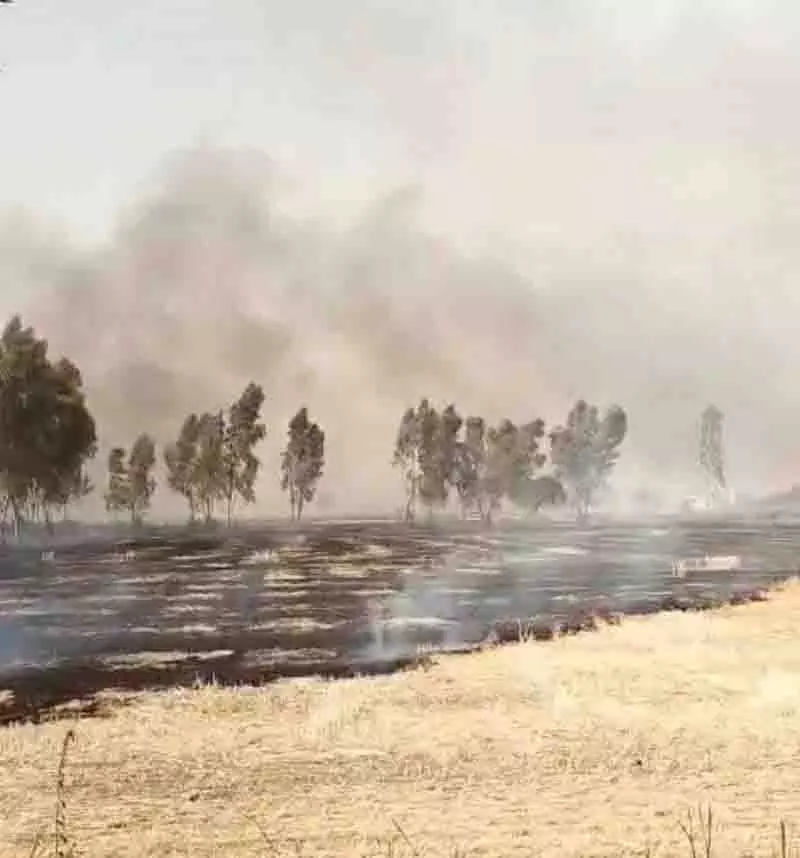 Punjab: गेहूं की फसल जलकर राख, बिजली लाइन में स्पार्किंग को कारण माना जा रहा Punjab: गेहूं की फसल जलकर राख, बिजली लाइन में स्पार्किंग को कारण माना जा रहा