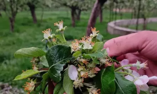 Srinagar, ओलावृष्टि से नुकसान पर नेताओं ने जताई चिंता