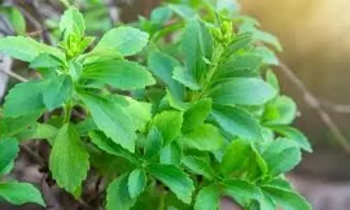 Health: 1 घंटे में शुगर कम कर देती है ये पत्तियां, डायबिटीज के मरीज आसानी से घर में लगा सकते हैं ये पौधा