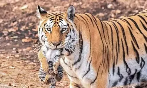 MP : बाघिन ने अपने शावक को मारने के बाद बाघ पर क्रूर हमला कर उसे घायल कर दिया