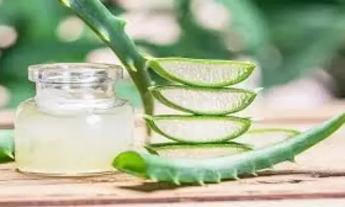 Skin Care: गर्मियों में त्वचा में खुजली होती है ,एलोवेरा में ये चीजें मिलाएं और तुरंत पाएं राहत Skin Care: गर्मियों में त्वचा में खुजली होती है ,एलोवेरा में ये चीजें मिलाएं और तुरंत पाएं राहत