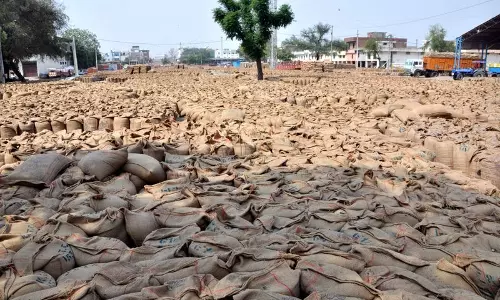 Haryana : बारिश से मंडियों में गेहूं की बोरियां भीग गईं, तेज हवाओं से क्षेत्र में बिजली बाधित
