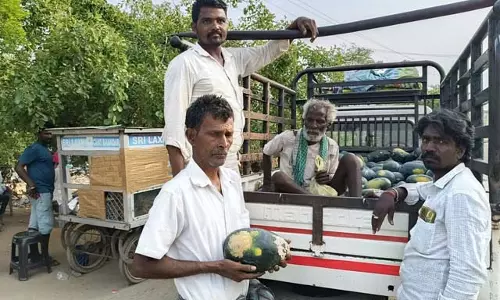 मूल्य में गिरावट: तरबूज उत्पादक संकट में