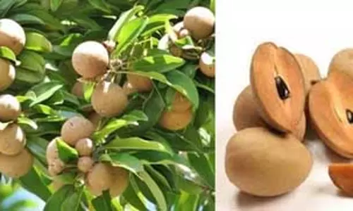 सेहत के लिए फायदेमंद मीठा-मीठा चीकू, हड्डियों को बनाए मजबूत, तो दूर करे कमजोरी सेहत के लिए फायदेमंद मीठा-मीठा चीकू, हड्डियों को बनाए मजबूत, तो दूर करे कमजोरी