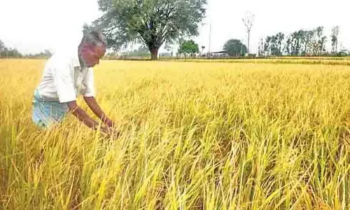 Medak में बारिश और ओलावृष्टि से 1,900 एकड़ फसल बर्बाद