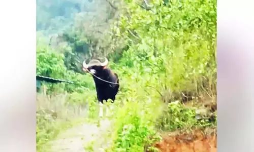 Kerala : जंगली सूअरों और भैंसों ने रिहायशी इलाकों में फैलाया आतंक
