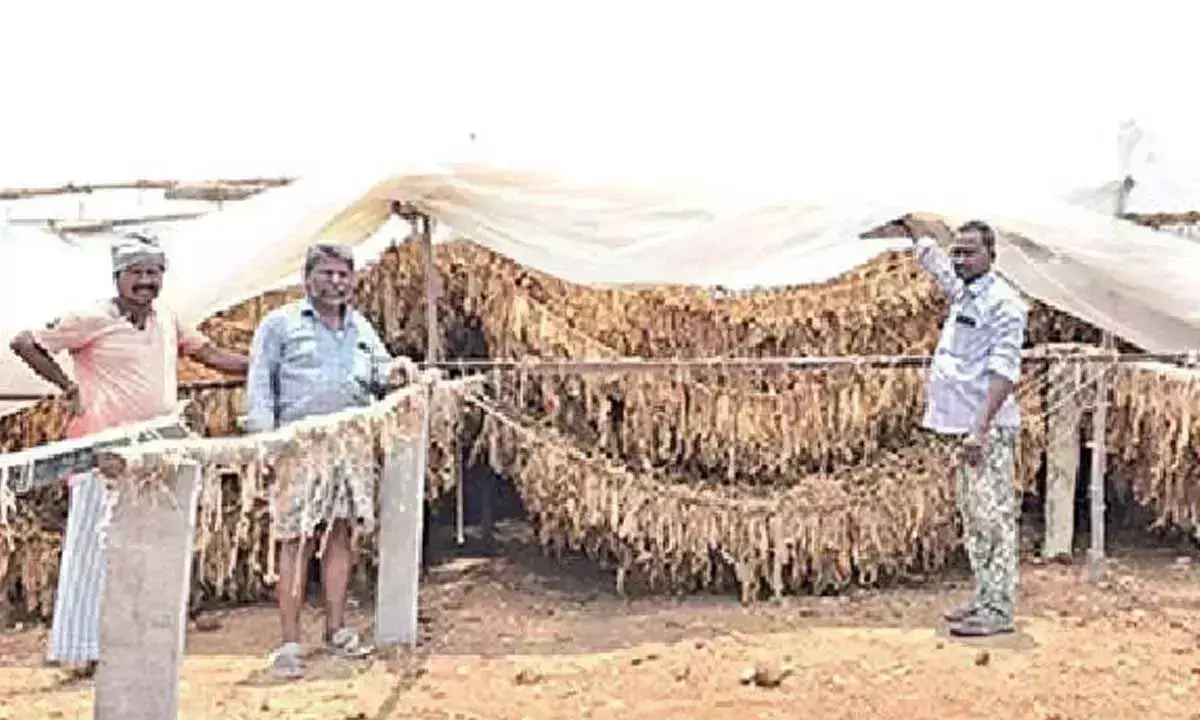 Andhra: तम्बाकू किसानों के लिए कड़वा बन गया