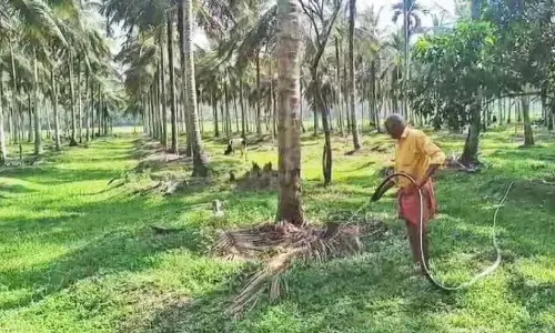 Kerala: जोसेट्टन के दस एकड़ में नारियल की खेती