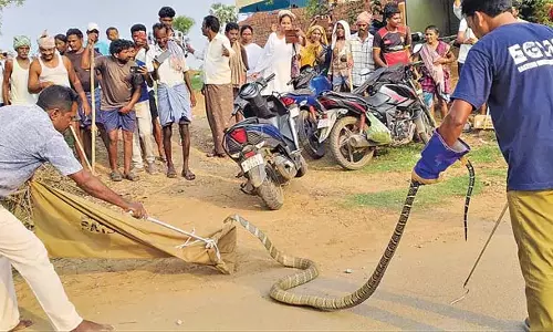 Andhra : पहाड़ी साँपों ने मचाई हलचल Andhra : पहाड़ी साँपों ने मचाई हलचल
