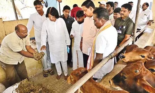 TTD chairman : हम गायों की मौत की एसीबी जांच की मांग करेंगे
