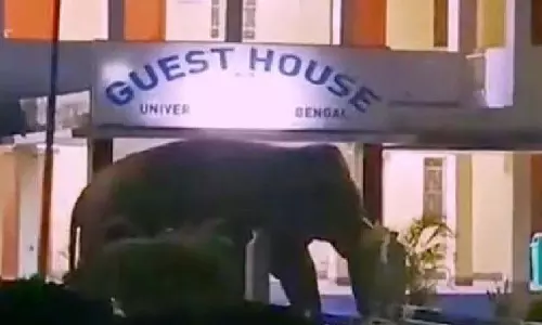 Bagdogra जंगल से उत्तर बंगाल विश्वविद्यालय में घुसा हाथी, वनकर्मी सतर्क