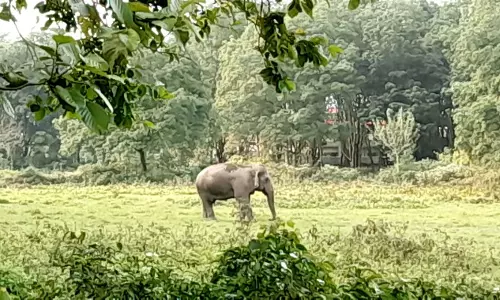 Sikkim : हाथी भटककर एनबीयू परिसर में घुसा भीड़ ने बचाव कार्य में बाधा डाली