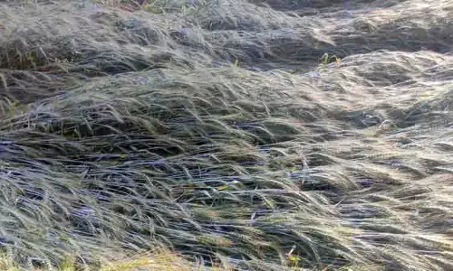 Mandi, Kullu में तूफान से फसलों और बुनियादी ढांचे को नुकसान