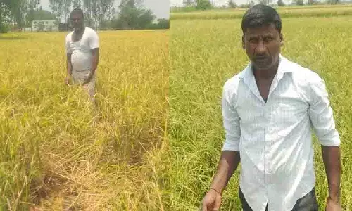 ओलावृष्टि और भारी बारिश से धान की फसल बर्बाद होने से Medak के किसान तबाह