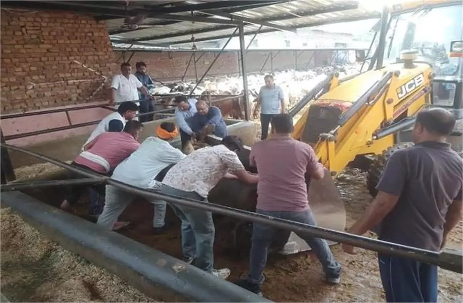 Haryana : बिजली का करंट लगने से 5 मवेशियों की मौत Haryana : बिजली का करंट लगने से 5 मवेशियों की मौत
