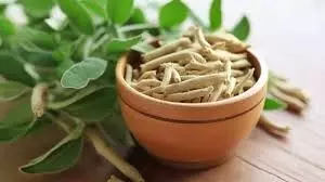 Health: अश्वगंधा का सेवन शुरू करें! इन 5 बीमारियों से हमेशा के लिए मिलेगी मुक्ति Health: अश्वगंधा का सेवन शुरू करें! इन 5 बीमारियों से हमेशा के लिए मिलेगी मुक्ति