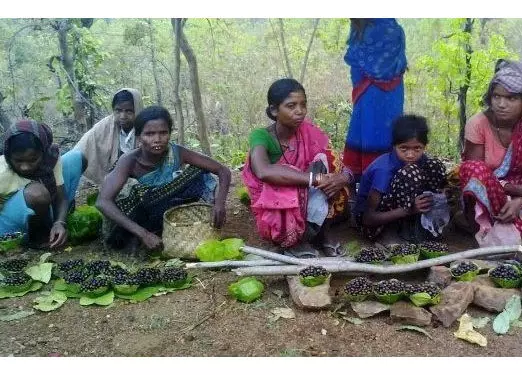 आदिवासियों को चिरौंजी बेचकर मामूली कमाई, व्यापारी कर रहे मुनाफा आदिवासियों को चिरौंजी बेचकर मामूली कमाई, व्यापारी कर रहे मुनाफा