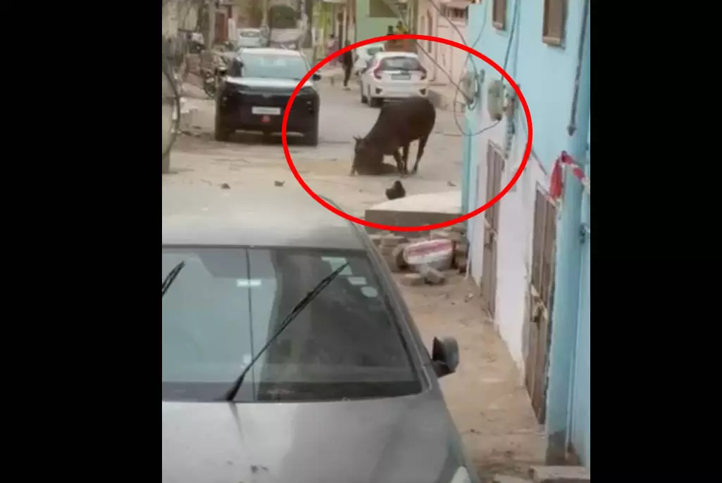 LIVE वीडियो सांड के आतंक का, सड़क पर मच गई अफरातफरी LIVE वीडियो सांड के आतंक का, सड़क पर मच गई अफरातफरी