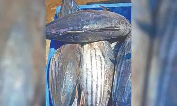यूक्रेन-रूस युद्ध का साया Tamil Nadu के टूना मछुआरों पर पड़ रहा यूक्रेन-रूस युद्ध का साया Tamil Nadu के टूना मछुआरों पर पड़ रहा