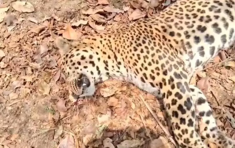 2 वन्य प्राणी की मौत, तेंदुए और वन भैंसा की मिली लाश 2 वन्य प्राणी की मौत, तेंदुए और वन भैंसा की मिली लाश