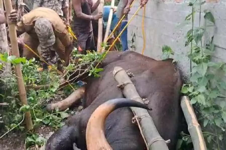 Jalpaiguri में दो भारतीय बाइसन के मानव बस्तियों में घुसने से एक की मौत, तीन घायल Jalpaiguri में दो भारतीय बाइसन के मानव बस्तियों में घुसने से एक की मौत, तीन घायल