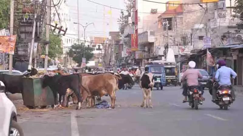 Amritsar: देखभाल और नियंत्रण से पशुधन संकट का समाधान Amritsar: देखभाल और नियंत्रण से पशुधन संकट का समाधान