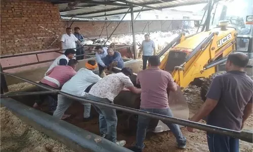 Haryana : बिजली का करंट लगने से 5 मवेशियों की मौत