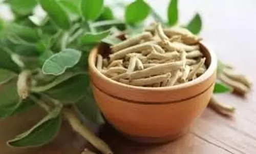 Health: अश्वगंधा का सेवन शुरू करें! इन 5 बीमारियों से हमेशा के लिए मिलेगी मुक्ति Health: अश्वगंधा का सेवन शुरू करें! इन 5 बीमारियों से हमेशा के लिए मिलेगी मुक्ति